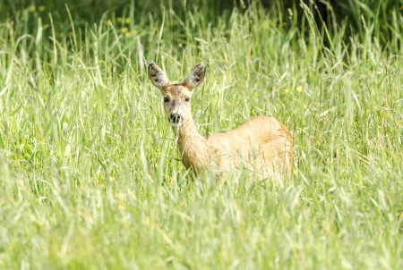deerの写真素材
