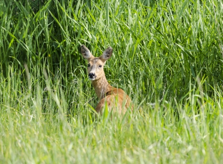 deerの写真素材