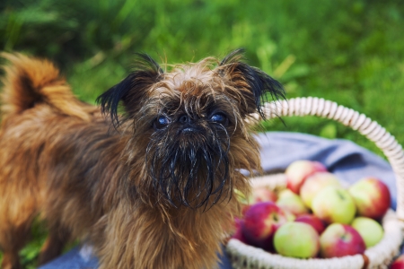 Bryuselskogo Griffon on a green backgroundの写真素材