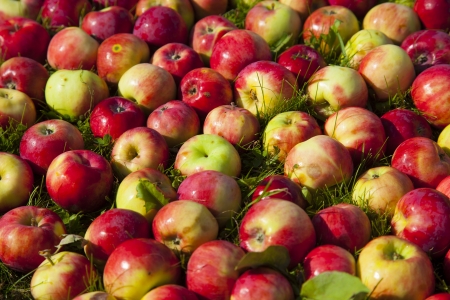 apples on grassの写真素材