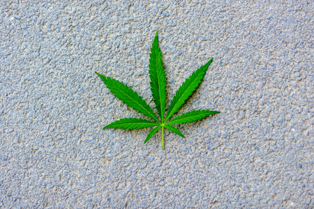 A rosette of leaves of cannabis on a gray stony backgroundの写真素材
