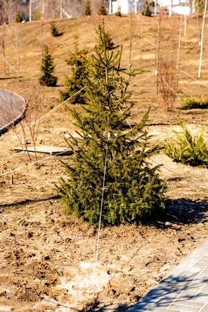 Young pines and fir trees. Alley of small green seedlings of Christmas trees, bushes in plant nursery. Growing plants in a botanical garden.の写真素材