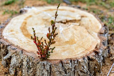 A small Bush with green leaves on a freshly sawn stump. Bush as a symbol of revival zhizni and destruction of forests around the worldの写真素材