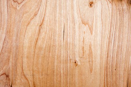 Abstract tree texture. to copy text. Place text on a tree background.の写真素材