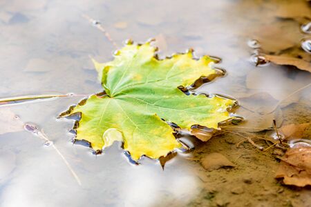 Yellow maple leaf located on the of the water surface. Close-up plan photo of a sunbeam on a fallen leafの写真素材