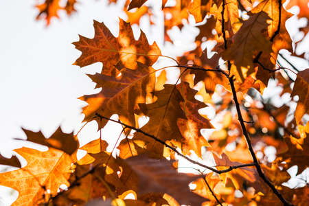 Yellow oak leaves against a gray, bright autumn sky. Concept of illustration of the arrival of the autumn season.の写真素材