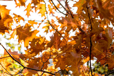 Yellow oak leaves against a gray, bright autumn sky. Concept of illustration of the arrival of the autumn season.の写真素材