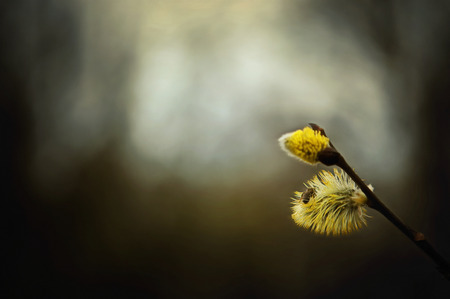 Spring branch of Fluffy Willow with buds and little bee sitting on one of themの写真素材