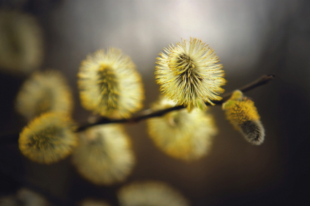 Spring willow branch with buds Fluffy. background.の写真素材