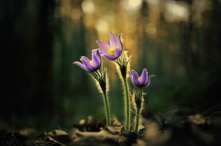 tender first spring March flowers lilac blue pasque-flower, snowdropの写真素材