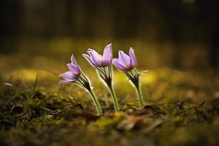 tender first spring March flowers lilac blue pasque-flower, snowdrop