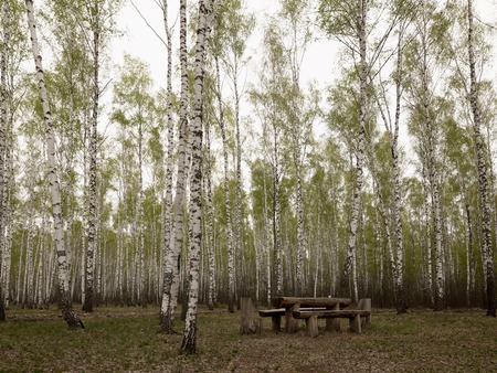 Picnic bench sits on lawn under canopy of birch trees.の写真素材