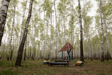 Picnic bench sits on lawn under canopy of birch trees.の写真素材