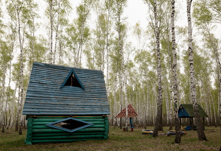 Picnic bench sits on lawn under canopy of birch trees.の写真素材