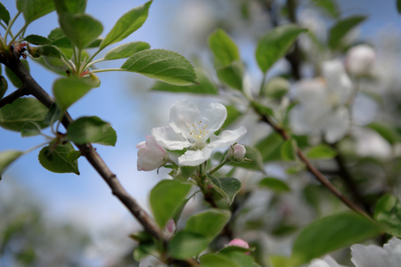 A blooming branch of apple tree in springの写真素材