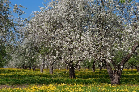A blooming branch of apple tree in springの写真素材