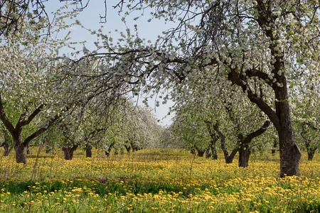 A blooming branch of apple tree in springの写真素材