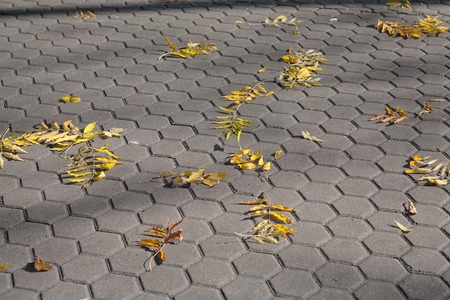 fall foliage scattered over the stone pavement ground on the street.の写真素材