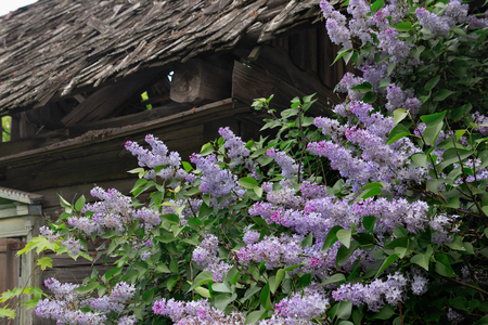 beautiful lilac branches swaying in the wind.の写真素材