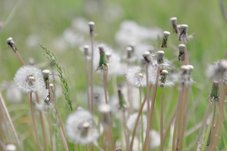 close up of Dandelion with abstract color and shallow focus,の写真素材