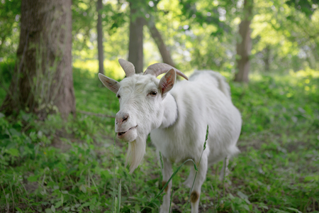 white goat grazing in a green oasis. close-up portrait.の写真素材