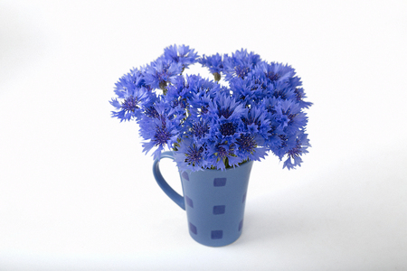 blue cornflowers on a old white wooden background.の写真素材