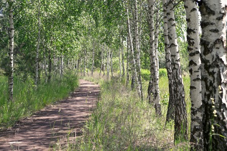 Summer landscape. Path in the birch copse.の写真素材