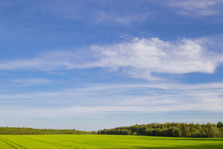 field of green ears and cloudy sky.の写真素材