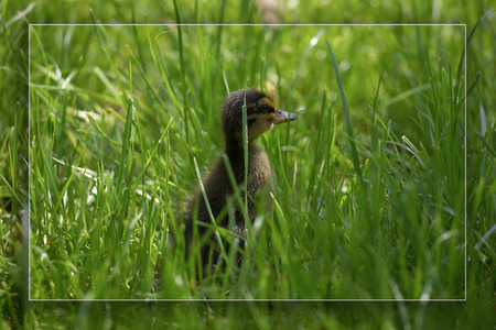The symbol of spring - freshly hatched duck.の写真素材