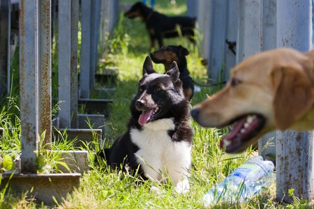 Gomel, Belarus - May 27: Exhibition of hunting dogs. competitions in conformation May 27, 2013 in...