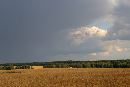 Dramatic view of wheat fields in stormy weather.の写真素材