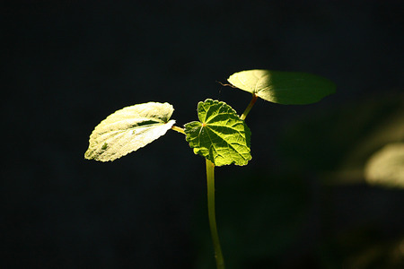 green leaf with black backgroundの写真素材