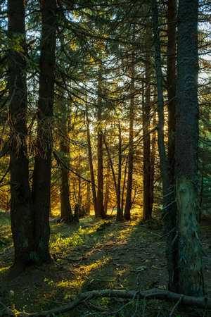 Forest with sun shining through