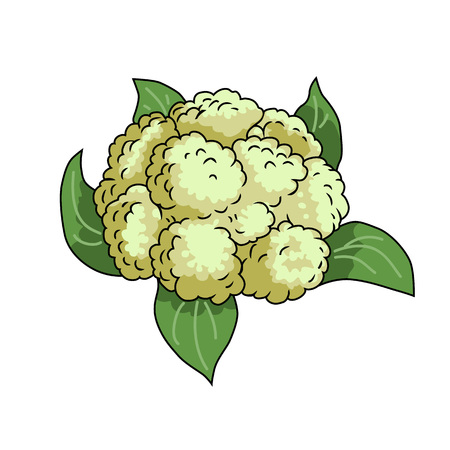Cauliflower. Isolated object. Vegetable from the garden. Organic food. Vector illustrationのイラスト素材