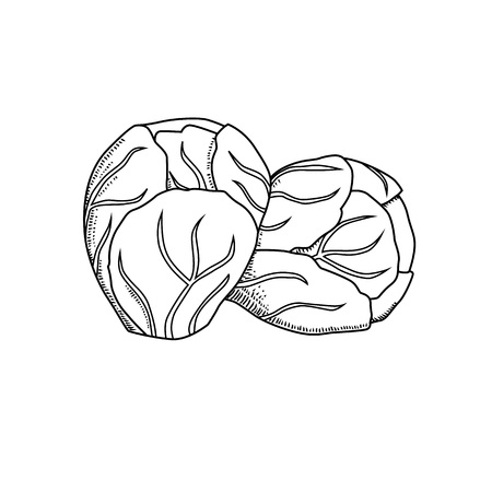 Vector hand drawn brussels sprouts cabbage. Organic food doodle vector illustrations isolated on white background.のイラスト素材