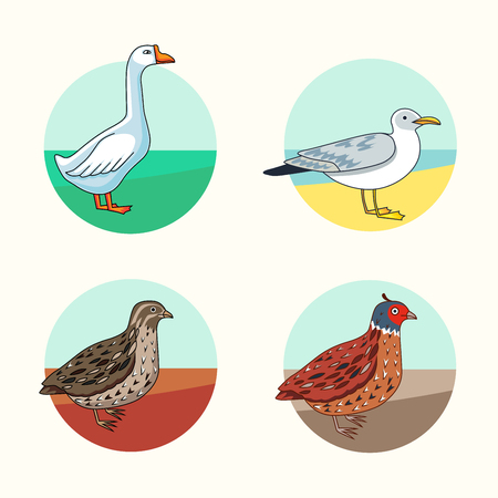 Collection of different type of bird. California Quail. Goose. Herring Gull. Cartoon style. Modern vector illustration for web or print using.のイラスト素材