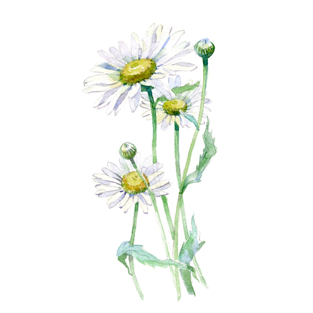 Watercolor Chamomile bouquet isolated on white background.の写真素材