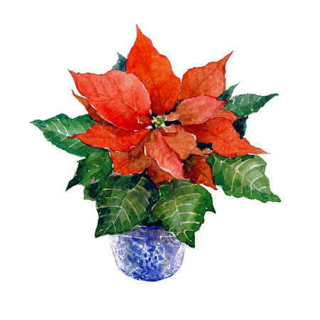 Watercolor Christmas flowers isolated on white backgroundの写真素材