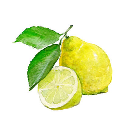 Watercolor lemons on a white background. Sliced ??fruit.の写真素材