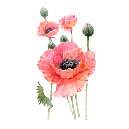 Red poppy flower bouquet isolated on white background.の写真素材