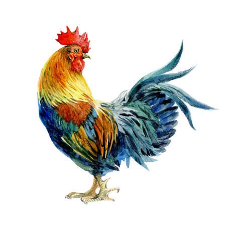 Watercolor chicken, cock, rooster bird isolated on a white background.の写真素材