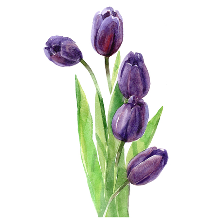 Watercolor bouquet of tulips isolated on a white background illustration.の写真素材