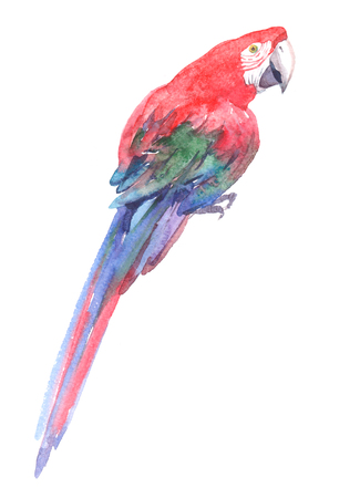 Watercolor realistic red parrot tropical bird animal isolated on a white background illustration.の写真素材