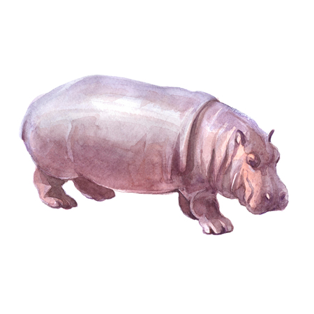 Watercolor realistic hippopotamus tropical animal isolated on a white background illustration.の写真素材