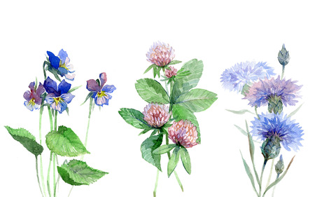 Wildflowers watercolor set with violet, clover, cornflower. Mountain flowers. Meadow flowers set.の写真素材