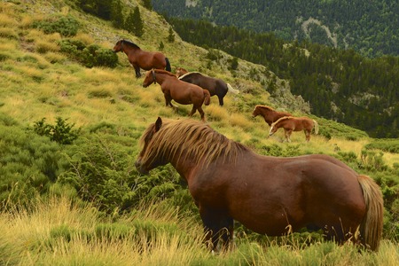 Horsesの写真素材