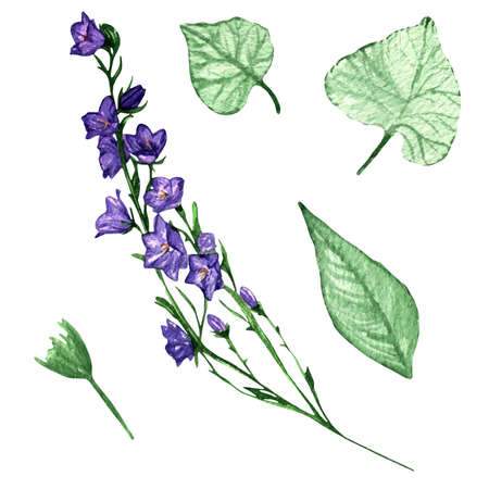 Branch with violet flower campanula. Balloon flower,olatycodon, bluebells, Chinese bellflower.Set of three flowers campanula flowers.Hand-painted illustration.Botanic, floral illusの写真素材