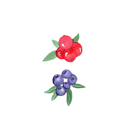 Blueberries berry lingon berries isolated on white background.Hand painted watercolor illustration for design recipes,cookbook,botanical card,label.の写真素材