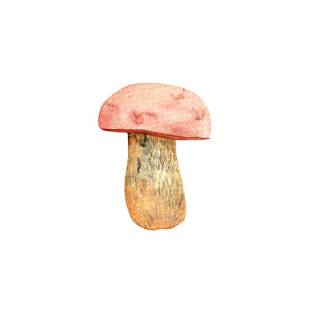 Boletus.Mushrooms.Watercolor hand painted illustration on white background.の写真素材
