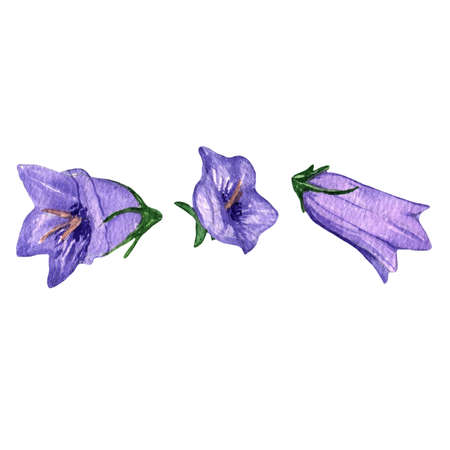 Campanula,branch with violet flower ballon Blume.Balloon flower,olatycodon,bluebells,Chinese bellflower.Set of flowers campanula flowers.Hand-painted illustration.Botanic,floral ilの写真素材